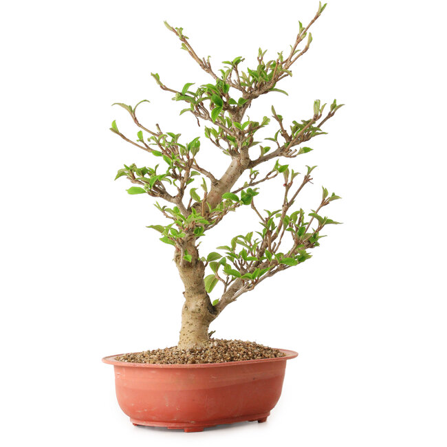 Viburnum, 40 cm, ca. 8 Jahre alt, mit einem Wurzelhals von 20 cm