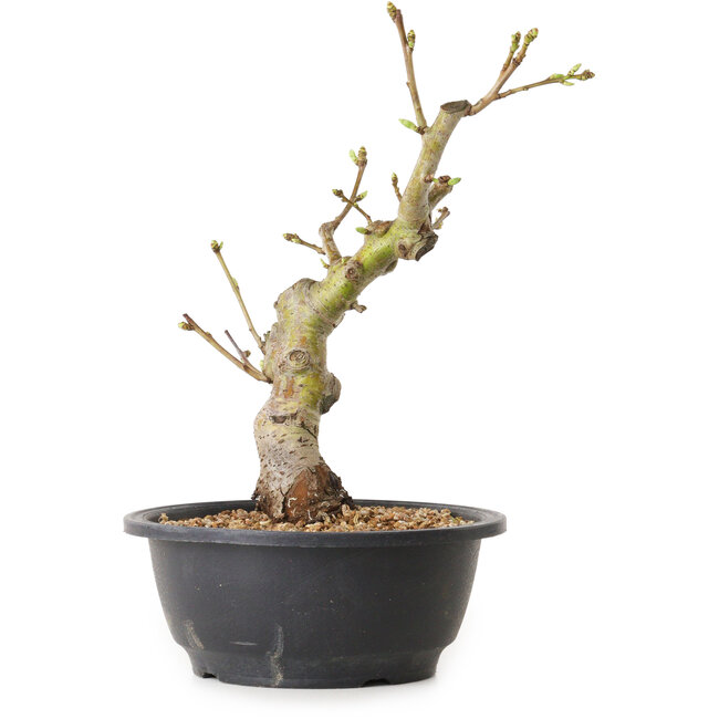 Crataegus, 28 cm, ± 12 years old