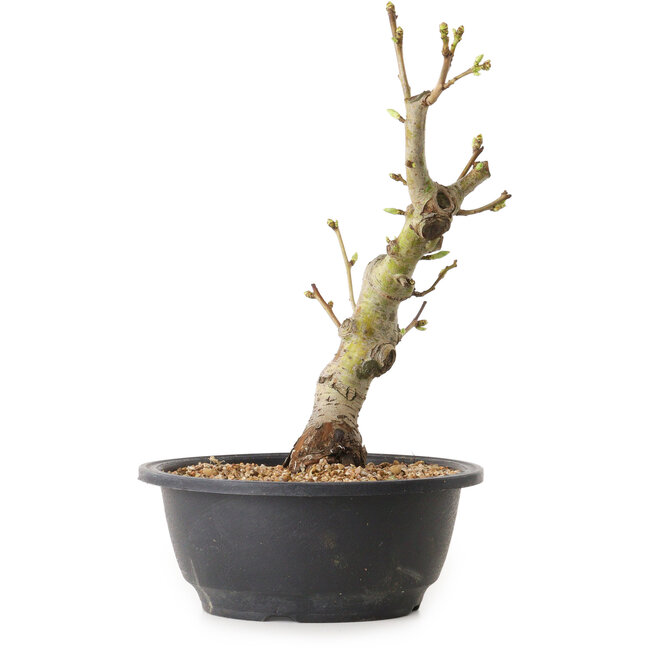 Crataegus, 28 cm, ± 12 años de edad