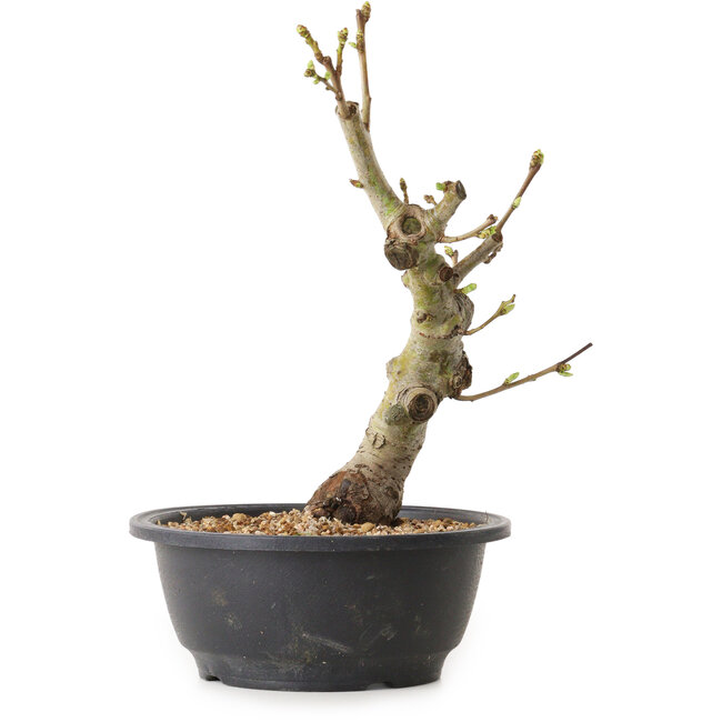 Crataegus, 28 cm, ± 12 years old