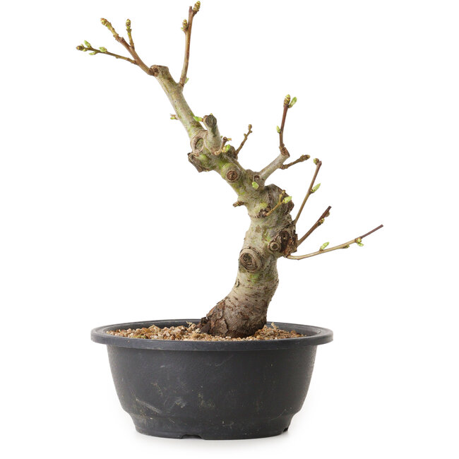 Crataegus, 28 cm, ± 12 years old