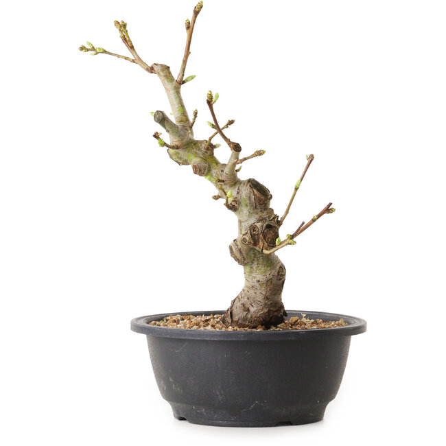 Crataegus, 28 cm, ± 12 years old