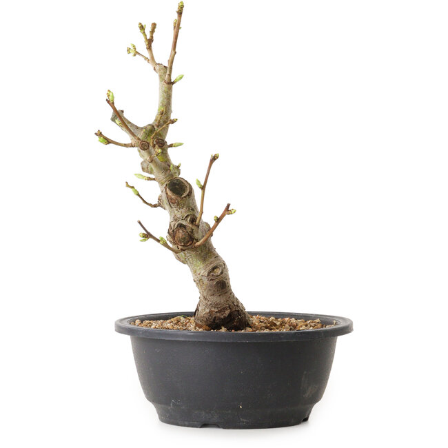 Weißdorn, 28 cm, ± 12 Jahre alt