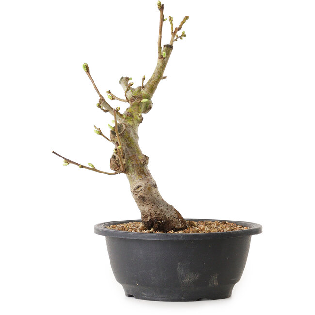 Crataegus, 28 cm, ± 12 años de edad