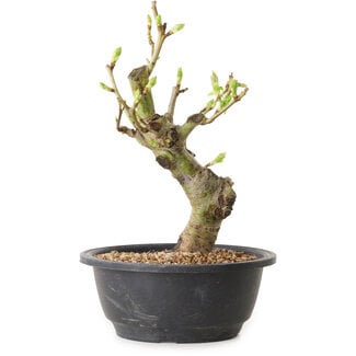 Crataegus, 25 cm, ± 12 ans