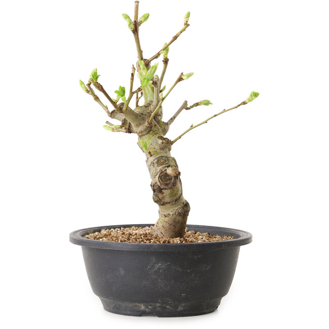 Crataegus, 25 cm, ± 12 ans