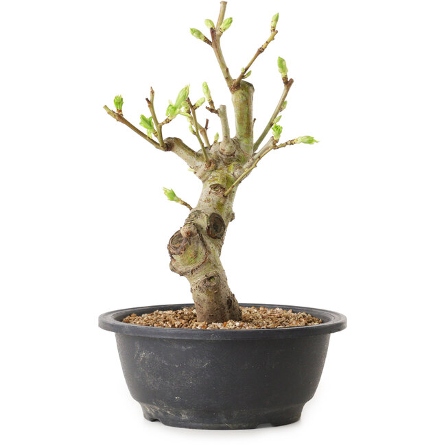 Crataegus, 25 cm, ± 12 años de edad