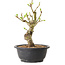 Crataegus, 25 cm, ± 12 years old