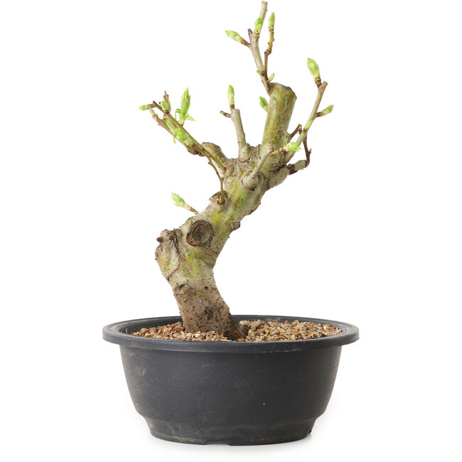 Weißdorn, 25 cm, ± 12 Jahre alt