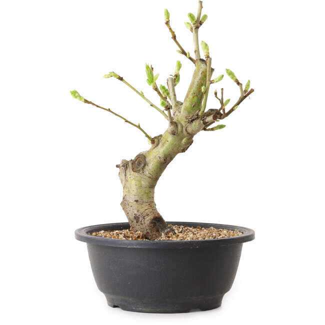 Crataegus, 25 cm, ± 12 years old