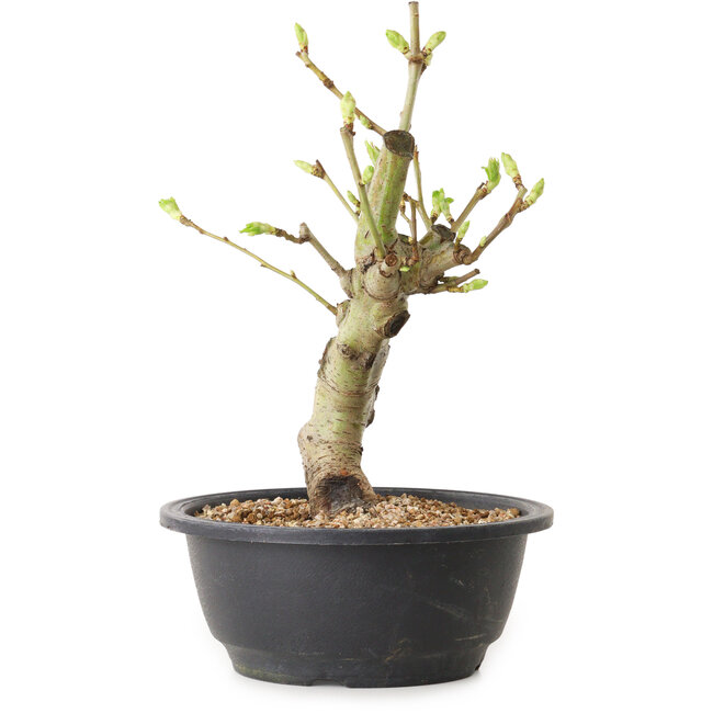 Crataegus, 25 cm, ± 12 years old