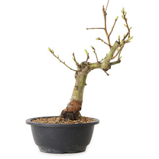 Crataegus, 40 cm, circa 12 anni di età