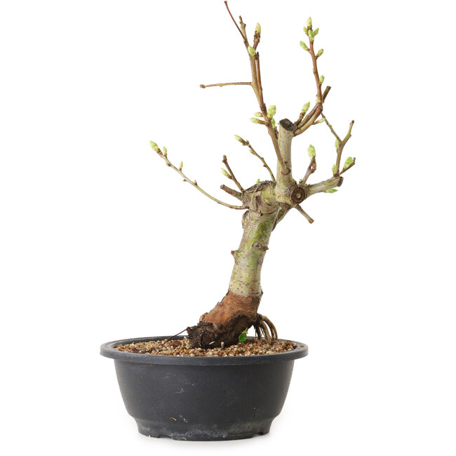 Crataegus, 40 cm, ± 12 jaar oud