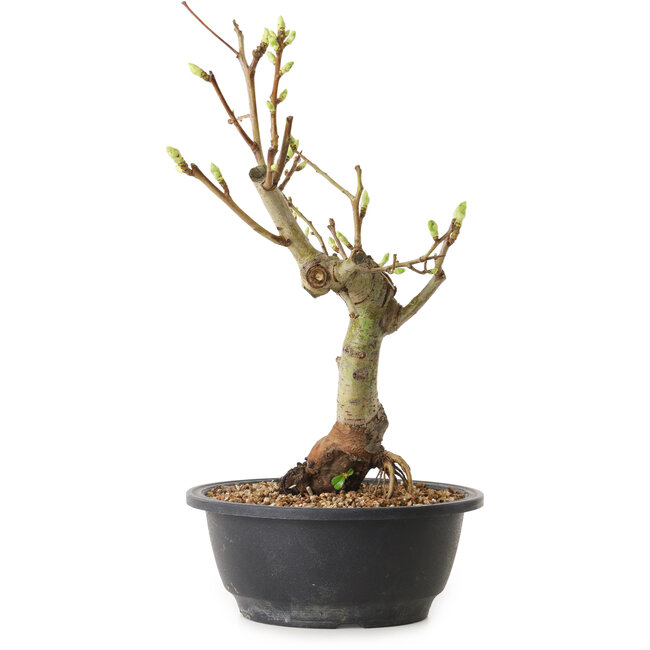 Crataegus, 40 cm, ± 12 jaar oud