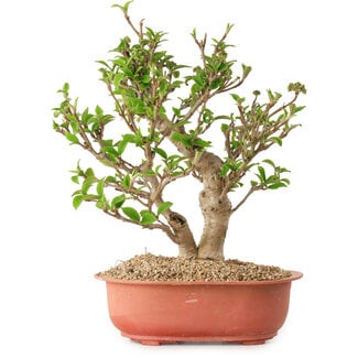 Viorne, 31 cm, ± 8 ans