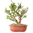 Viburnum, 31 cm, ± 8 years old, with a nebari of 20 cm