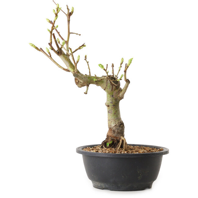 Crataegus, 40 cm, ± 12 years old