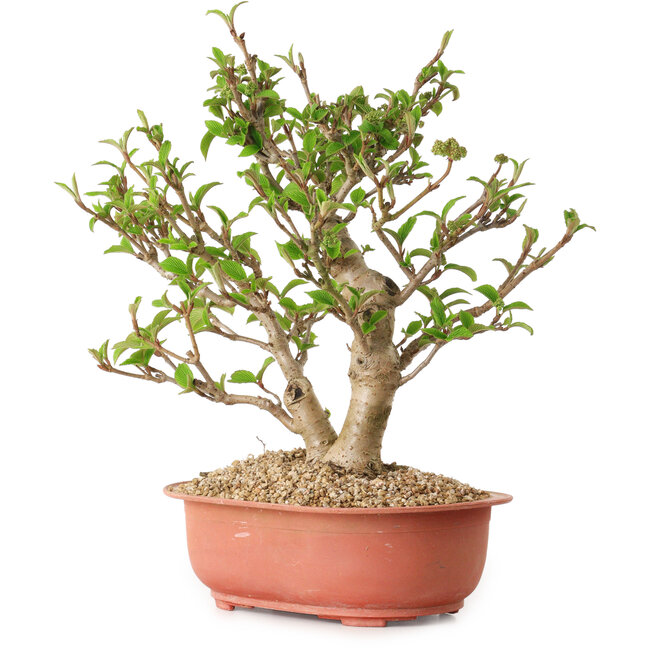 Viburnum, 31 cm, ca. 8 Jahre alt, mit einem Wurzelhals von 20 cm