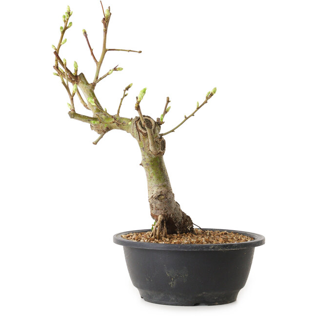 Crataegus, 40 cm, ± 12 años de edad