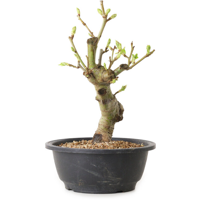 Crataegus, 25 cm, ± 12 jaar oud