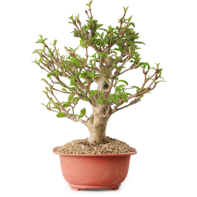 Viorne, 31 cm, ± 8 ans, avec un nebari de 20 cm