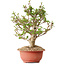 Viburnum, 31 cm, ± 8 years old, with a nebari of 20 cm