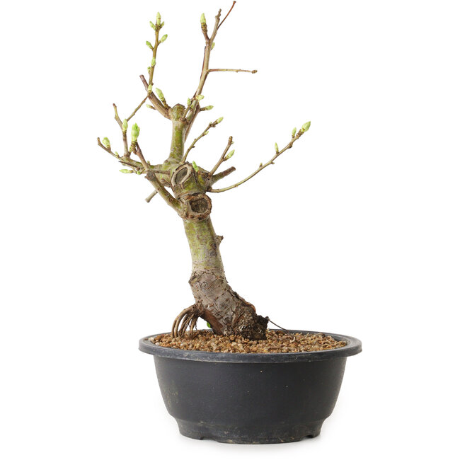 Crataegus, 40 cm, ± 12 años de edad