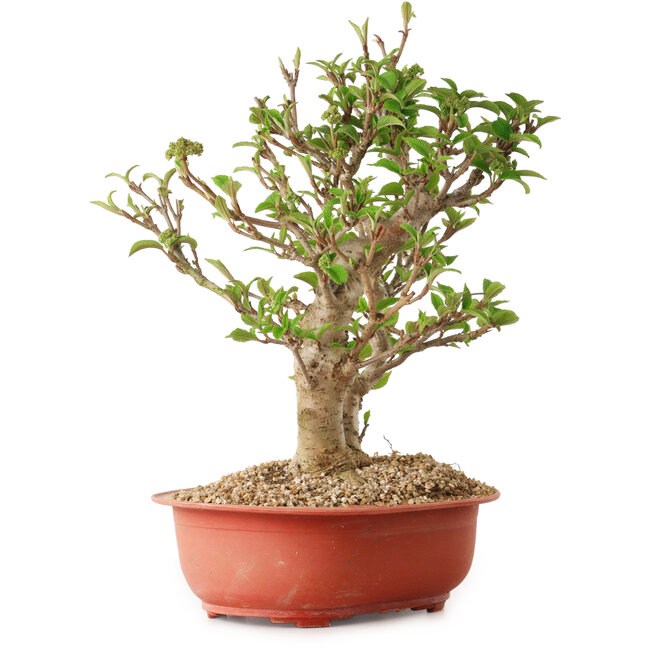 Viburnum, 31 cm, ca. 8 Jahre alt, mit einem Wurzelhals von 20 cm