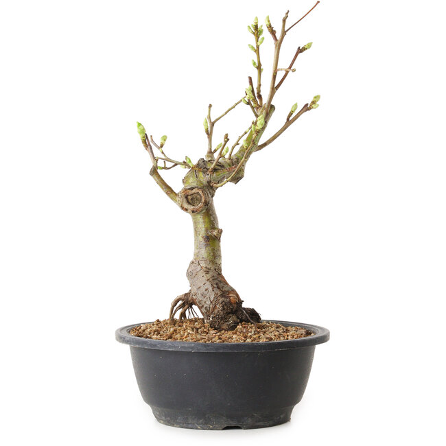 Crataegus, 40 cm, ± 12 years old