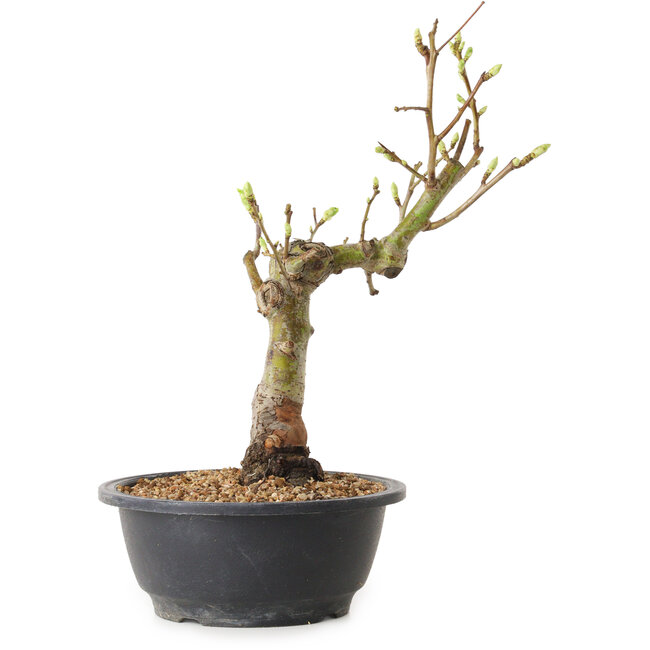 Weißdorn, 40 cm, ± 12 Jahre alt