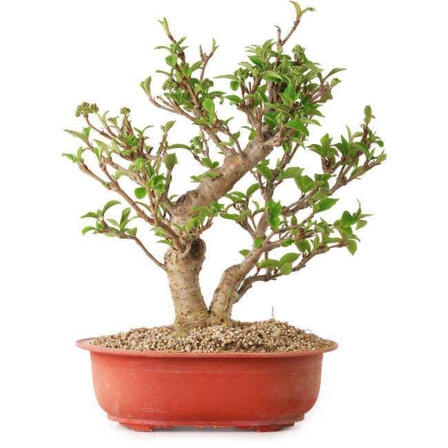 Viburnum, 31 cm, ± 8 years old, with a nebari of 20 cm