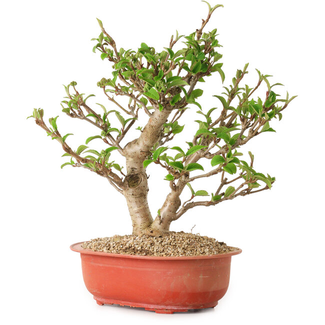 Viorne, 31 cm, ± 8 ans, avec un nebari de 20 cm