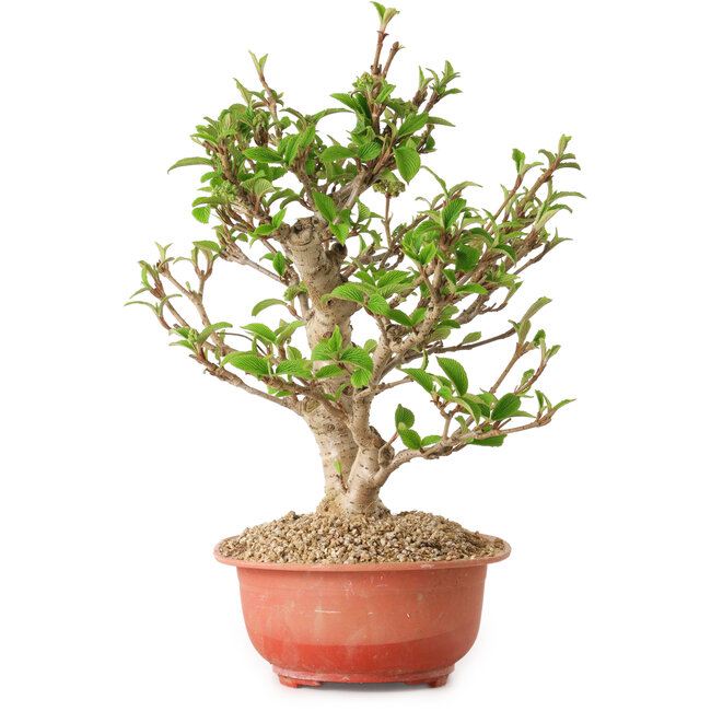 Viorne, 31 cm, ± 8 ans, avec un nebari de 20 cm