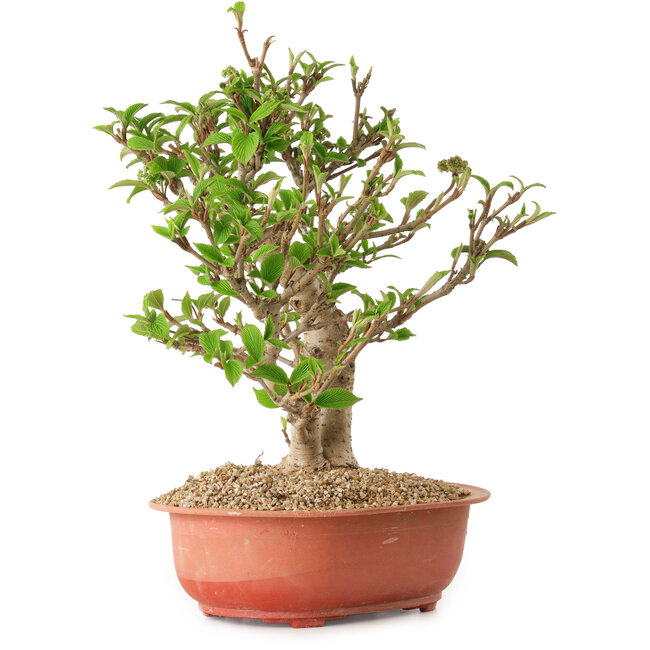 Viburnum, 31 cm, ca. 8 Jahre alt, mit einem Wurzelhals von 20 cm