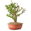 Viburnum, 31 cm, ± 8 years old, with a nebari of 20 cm