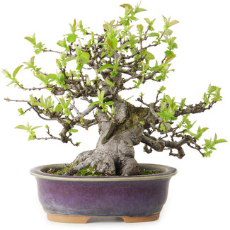 Pseudocydonia sinensis, 20 cm, ± 20 años de edad