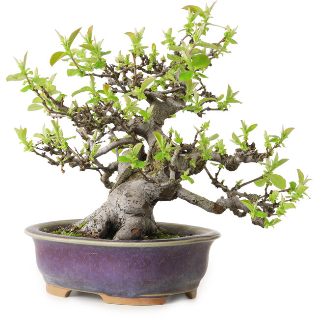 Pseudocydonia sinensis, 20 cm, ± 20 años de edad, con un nebari de 10 cm