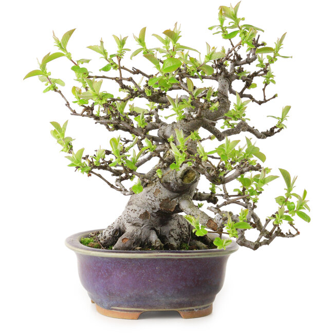 Pseudocydonia sinensis, 20 cm, ± 20 años de edad, con un nebari de 10 cm