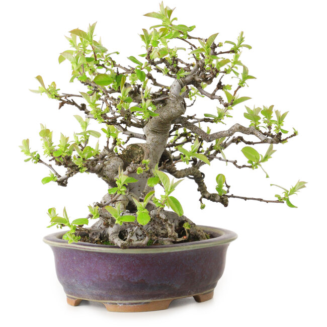 Pseudocydonia sinensis, 20 cm, ± 20 años de edad, con un nebari de 10 cm