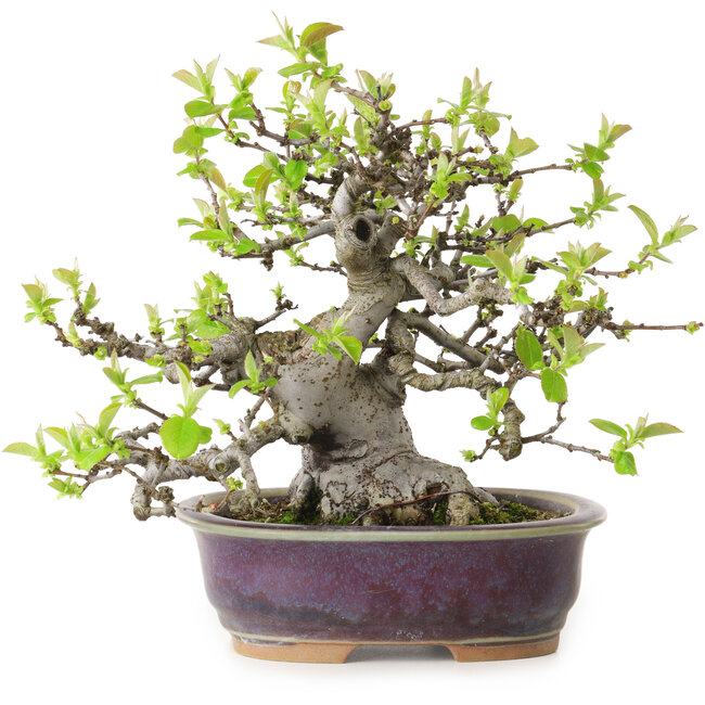 Pseudocydonia sinensis, 20 cm, ± 20 jaar oud, met een nebari van 10 cm