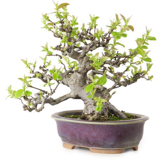 Pseudocydonia sinensis, 20 cm, ± 20 jaar oud, met een nebari van 10 cm