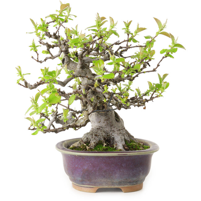 Pseudocydonia sinensis, 20 cm, ± 20 ans, avec un nebari de 10 cm