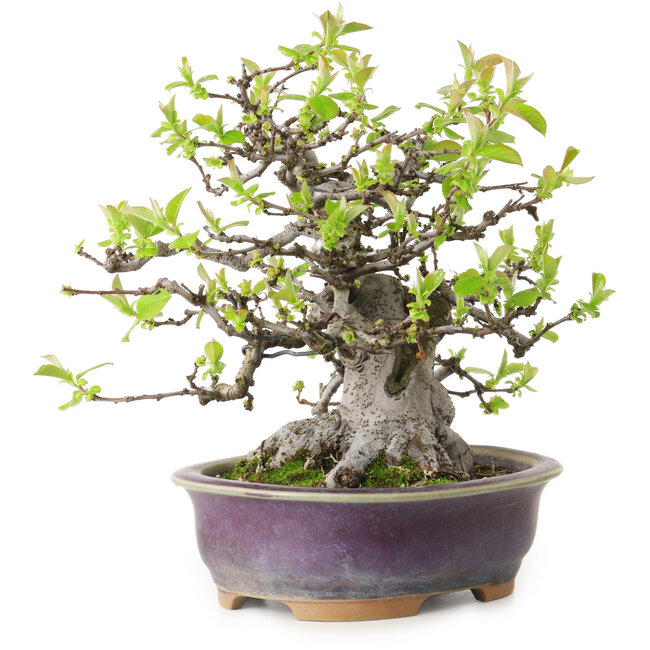 Pseudocydonia sinensis, 20 cm, ± 20 jaar oud, met een nebari van 10 cm