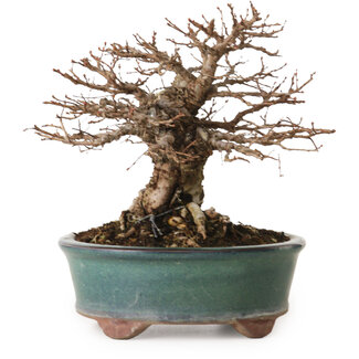 Ulmus parvifolia Nire, 15 cm, ± 12 años