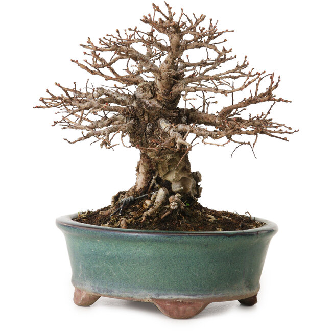 Ulmus parvifolia Nire, 15 cm, ± 12 jaar oud, met een nebari van 6 cm