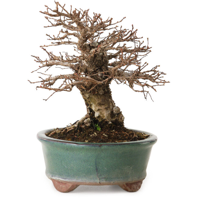 Ulmus parvifolia Nire, 15 cm, ± 12 jaar oud, met een nebari van 6 cm