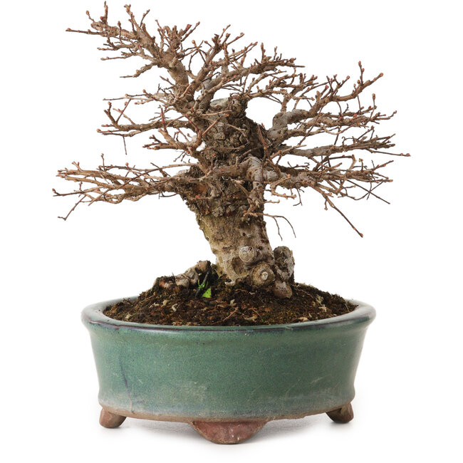 Ulmus parvifolia Nire, 15 cm, ± 12 ans, avec un nebari de 6 cm