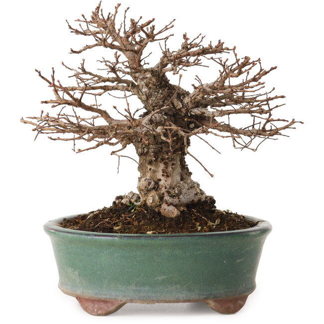 Ulmus parvifolia Nire, 15 cm, ± 12 años, con un nebari de 6 cm