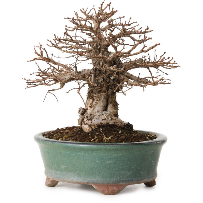 Ulmus parvifolia Nire, 15 cm, ± 12 Jahre alt, mit einem Nebari von 6 cm