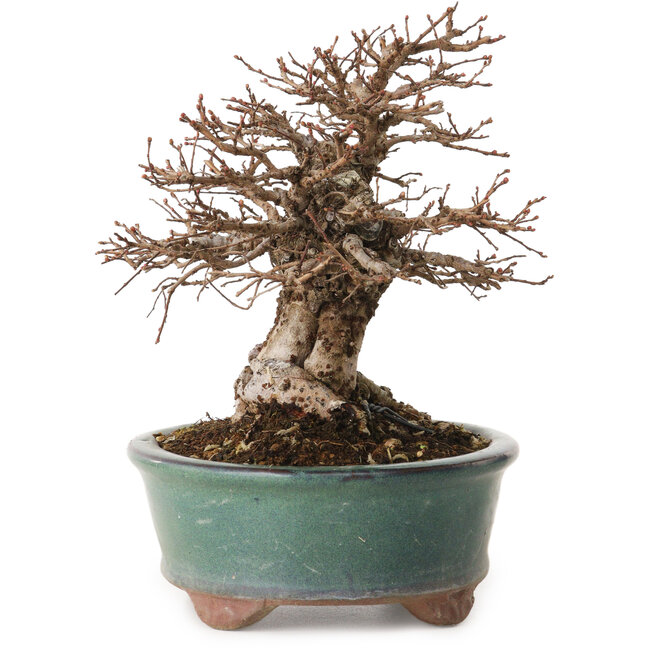 Ulmus parvifolia Nire, 15 cm, ± 12 años, con un nebari de 6 cm